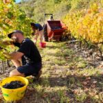 Travail de la vigne en automne 7 Vendanges domaine Labarthe - Bruéjouls