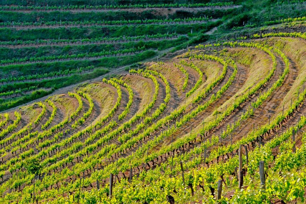 35ans AOP - Domaine de la Carolie 6 Carolie 02