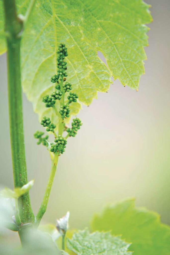 35ans AOP - Domaine de la Carolie 5 Carolie 05