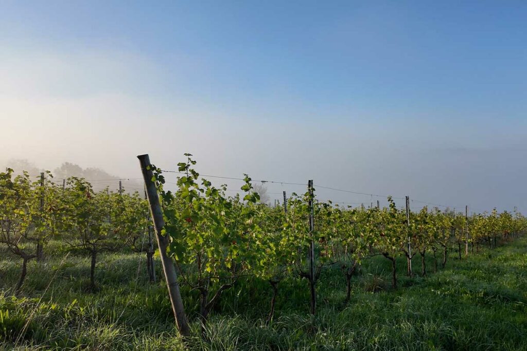 35ans AOP - Domaine des Costes Rouges 1 Costes Rg 00