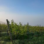 35ans AOP - Domaine des Costes Rouges 9 Costes Rg 00