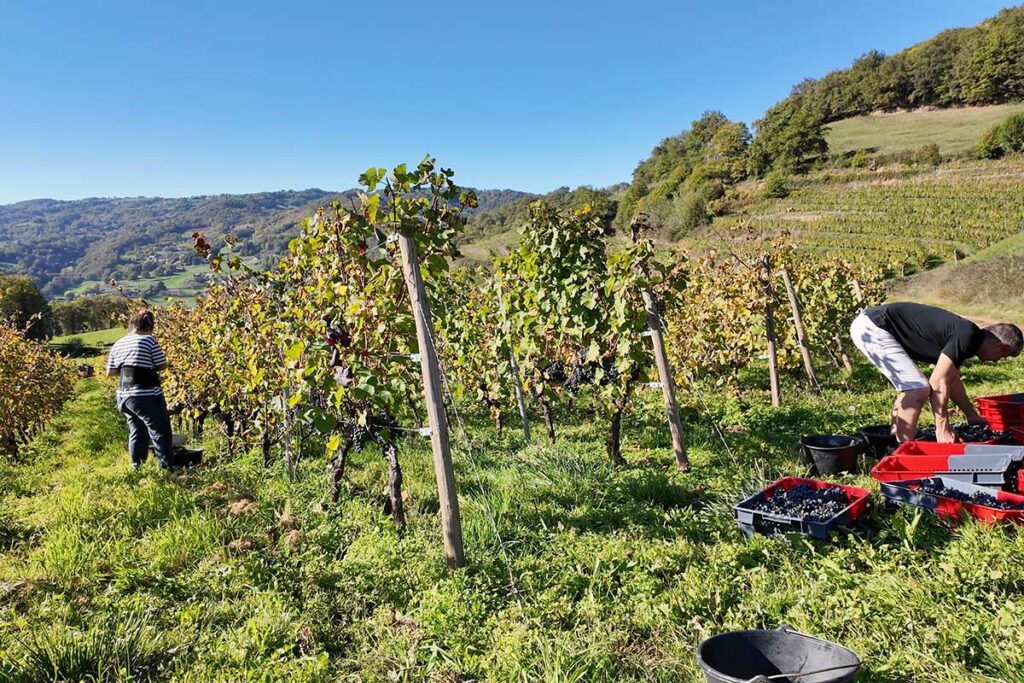 35ans AOP - Domaine de Courbies 4 Courbies 03