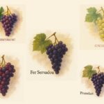 Visuel cepages modestes