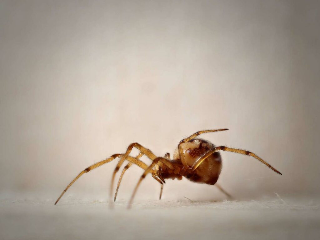 01 malmignatte un monde a soie 2026 eric trouve