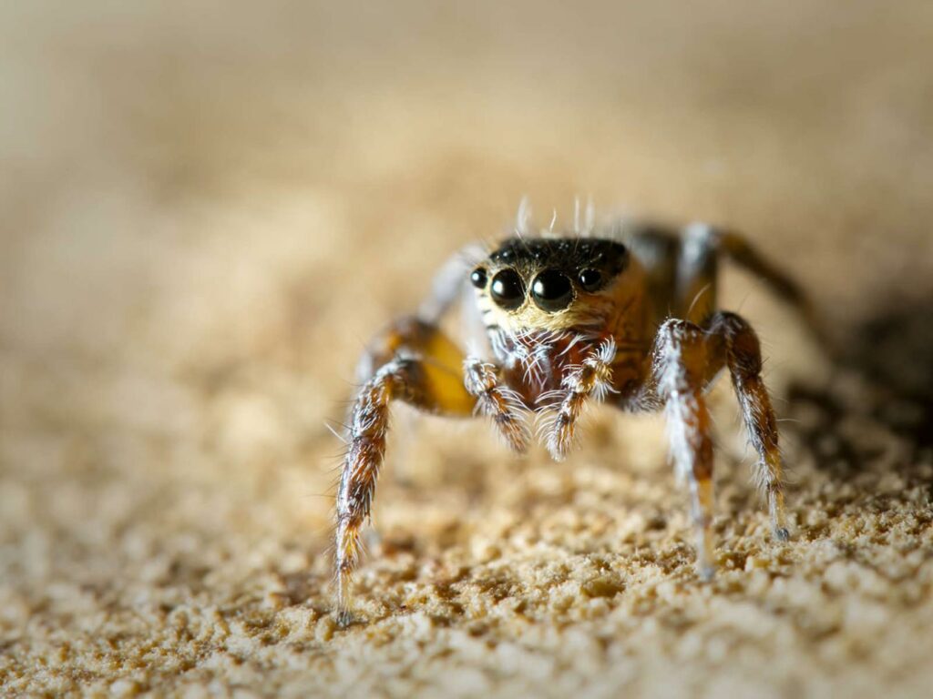 02 saltique un monde a soie 2026 eric trouve