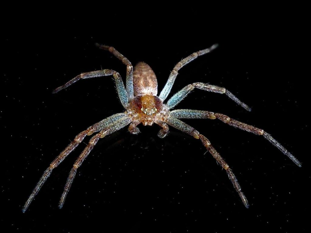 06 philodromus un monde a soie 2026 eric trouve