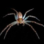 Bonnie and Clyde 8 06 philodromus un monde a soie 2026 eric trouve